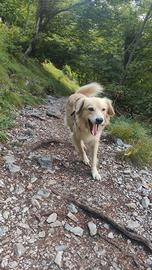 Femmina per accoppiamento