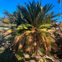 Pianta Cycas in vaso
