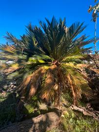 Pianta Cycas in vaso