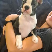 Cuccioli Boston Terrier