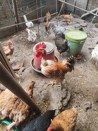 Gallo e galline