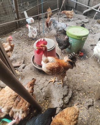 Gallo e galline