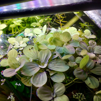 Potature di piante per acquario