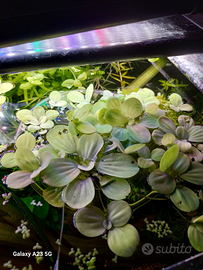 Potature di piante per acquario