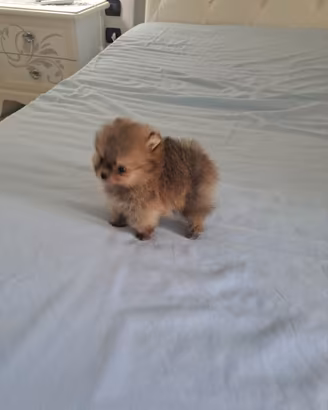 Cucciola femmina di spitz pomerania teacup