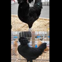 Coppia galline padovane