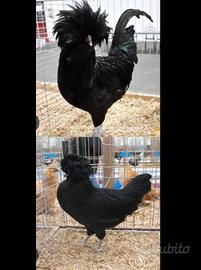 Coppia galline padovane