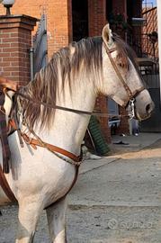 Cavallo Andaluso