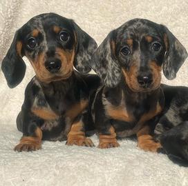 Bassotti Kaninchen Arlecchino - PRESTIGIOSI