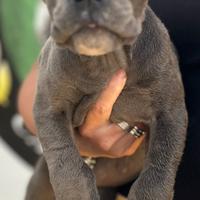 Cane corso cucciola