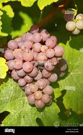 Vigneto Gewurtztraminer zona Porte di Trambileno