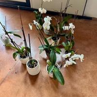 Orchidee n 16