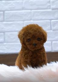 Barboncino red intenso pedigree enci