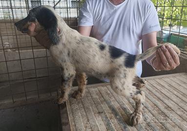 Cuccioli setter inglese