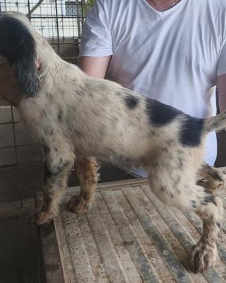 Cuccioli setter inglese