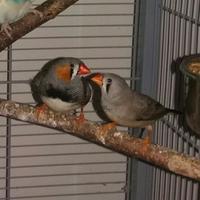 Diamanti mandarini (Diamantini)