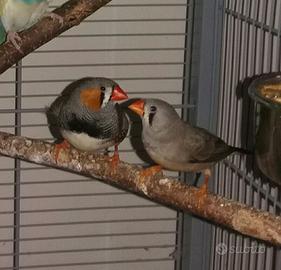 Diamanti mandarini (Diamantini)