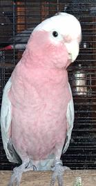 Cacatua rosa  Capillo Sì tocca tua l'Oste capelli