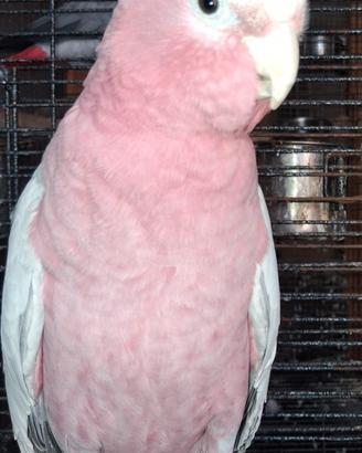 Cacatua rosa  Capillo Sì tocca tua l'Oste capelli