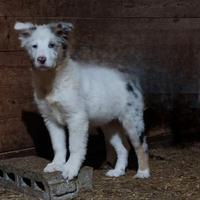 Pastore biellese (simil- non pedigree)