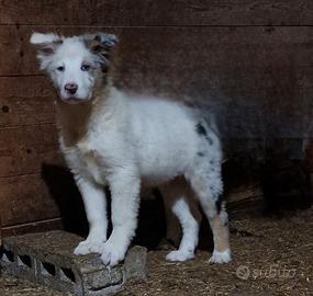 Pastore biellese (simil- non pedigree)