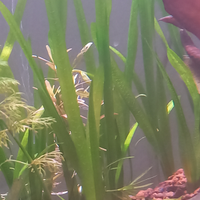 Vallisneria nana pianta acquario