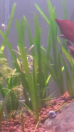 Vallisneria nana pianta acquario