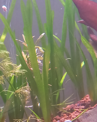 Vallisneria nana pianta acquario