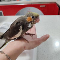 Pulli calopsite allevate a mano