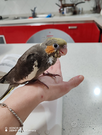 Pulli calopsite allevate a mano