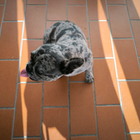 Bulldog francese femmina