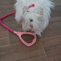 Cane che cammina e abbaia