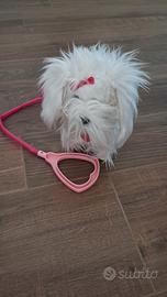 Cane che cammina e abbaia