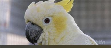 Cacatua Lesser