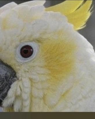 Cacatua Lesser