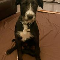 Cane meticcio spinone