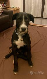 Cane meticcio spinone