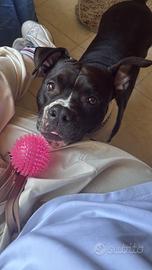 Amstaff femmina 7 anni