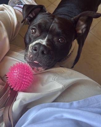 Amstaff femmina 7 anni
