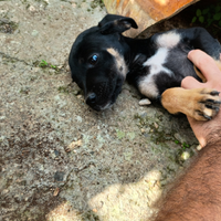 Cagnolini di 2 mesi