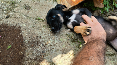 Cagnolini di 2 mesi