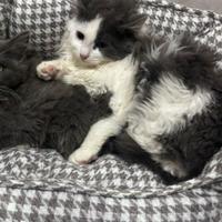 Coppia gattini