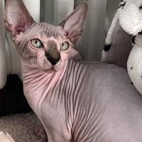 Cuccioli pura razza canadian sohynx