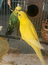 Cocorite maschio e femmina