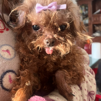 Maschietto tea cup da compagnia