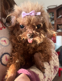 Maschietto tea cup da compagnia