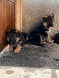 Pastore tedesco cucciolo con pedigree