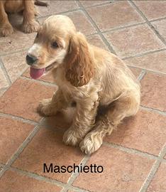 Cocker maschio cucciolo