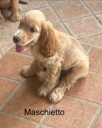 Cocker maschio cucciolo