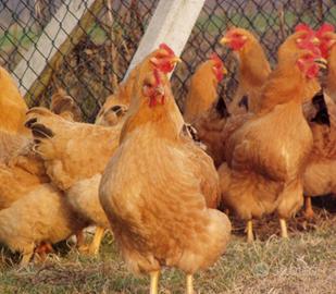 Galli e galline robusta lionata
